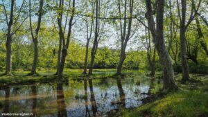 Randonnee Bois Saint Sauveur Saint Clement De Riviere 13.jpg