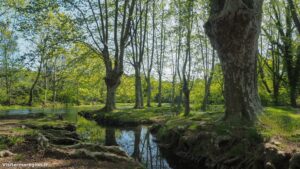 Randonnee Bois Saint Sauveur Saint Clement De Riviere 14.jpg