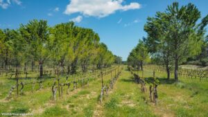 Randonnee Du Chateau De Restinclieres Prades Le Lez 16.jpg